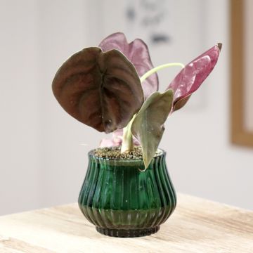 Alocasia cuprea Red - Oreille d'éléphant Red Select