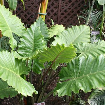 Alocasia Portodora - Elephant's ears plant