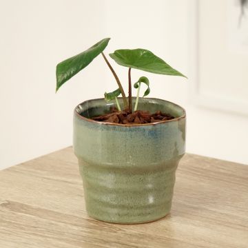 Alocasia scalprum - Elephant ear
