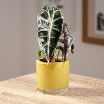 Alocasia sanderiana x longiloba Amazonica Dwarf - Elephant's ears plant