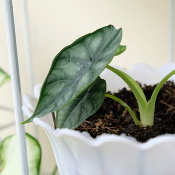 Alocasia Dewey's Reversa - Elephant's ears plant