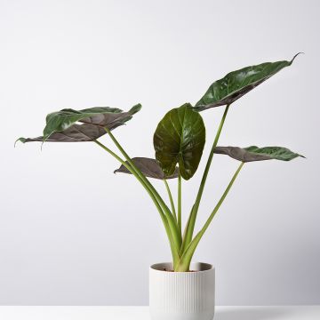 Alocasia Williams - Elephant's ears plant