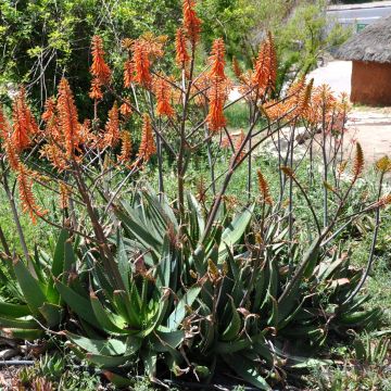 Aloe brevifolia  