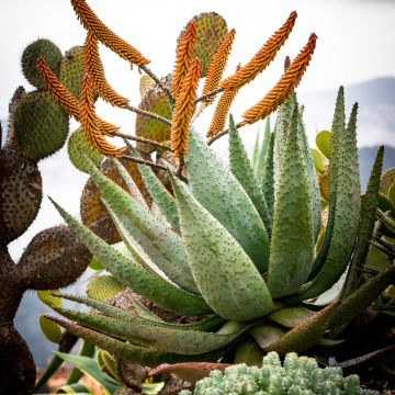 Aloe marlothii - Mountain aloe