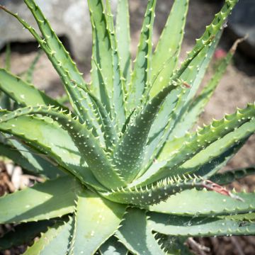 Aloe x spinosissima  