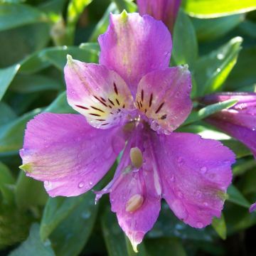 Alstroemeria Inca Lake - Peruvian Lily