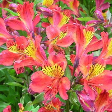 Alstroemeria Inca Tropic - Peruvian Lily