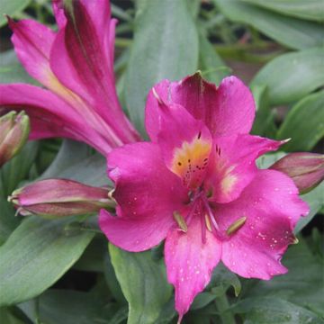 Alstroemeria Inca Yuco - Peruvian Lily