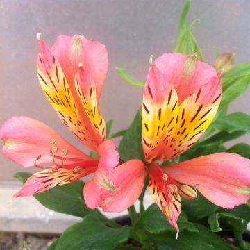 Alstroemeria Inca Avanti - Peruvian Lily