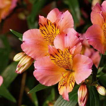 Alstroemeria Inca Serin - Peruvian Lily
