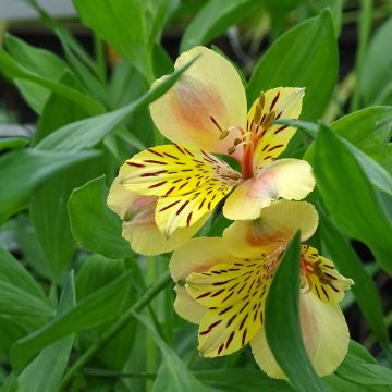 Alstroemeria  Majestic Layon