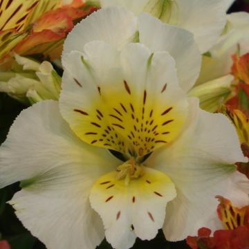 Alstroemeria Inticancha Cabana - Peruvian Lily