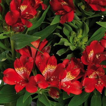Alstroemeria Inticancha Doba - Peruvian lily
