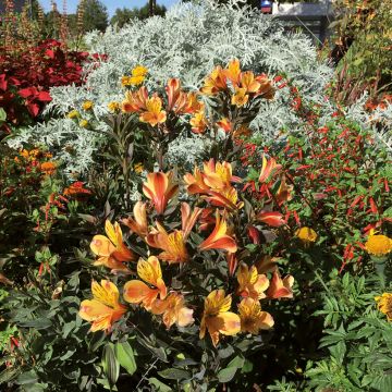 Alstroemeria Summer Breeze - Peruvian lily