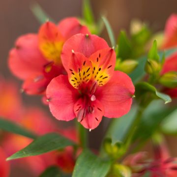 Alstroemeria Summer Holiday - Lys des Incas