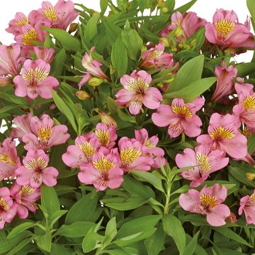 Alstroemeria Summer Rose - Peruvian lily