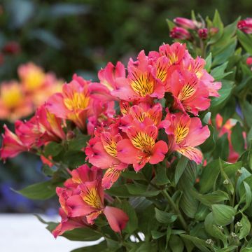 Alstroemeria Valley Girl - Peruvian lily