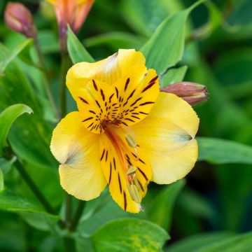 Alstroemeria New Yellow - Peruvian Lily