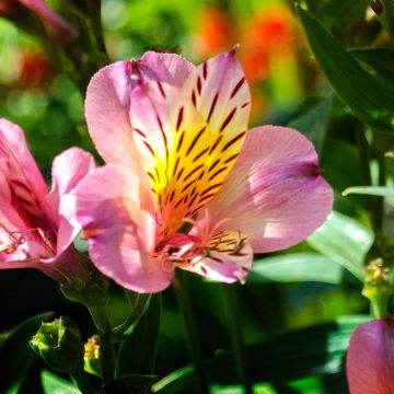 Alstroemeria Ligtu Hybrid