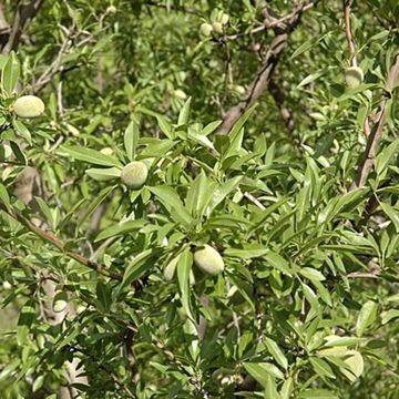Ferragnes Almond Tree