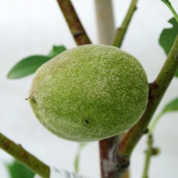 Prunus dulcis Texas - Organic Almond Tree