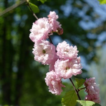 Prunus triloba Multiplex - Flowering Almond