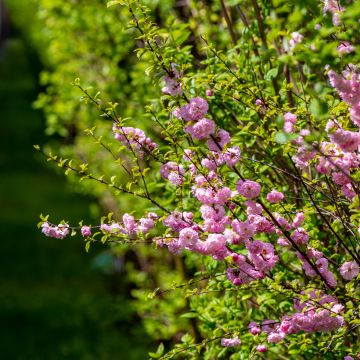 Prunus triloba - Flowering Almond