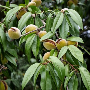 Prunus dulcis Fruit me Almond me