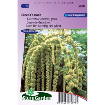 Amaranthus caudatus Green Cascade Seeds - Love-Lies-Bleeding