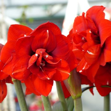 Hippeastrum Double King - Amaryllis