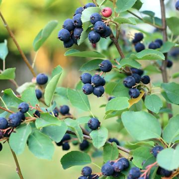 Amelanchier Smoky