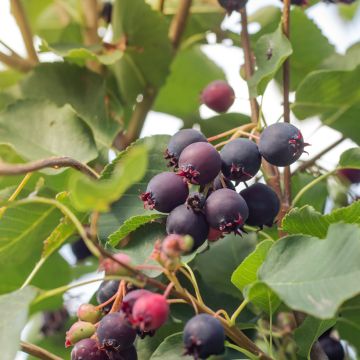 Amelanchier alnifolia GreatBerry Aroma - Saskatoon