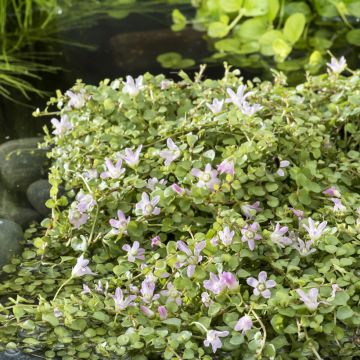 Anagallis tenella - Bog Pimpernel