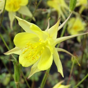 Aquilegia chrysantha Yellow Queen - Columbine