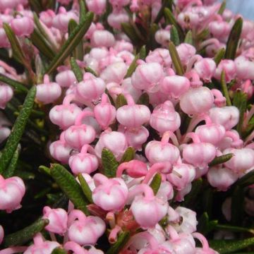 Andromeda polifolia Compacta