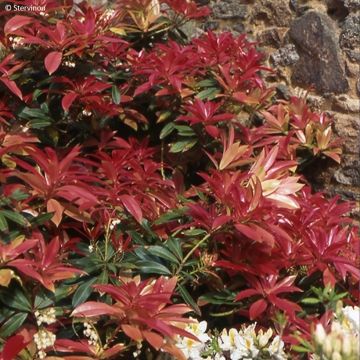 Pieris formosa var. forrestii  - Himalayan Andromeda