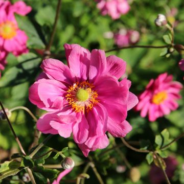 Anemone hybrida Margarete