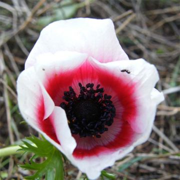 Anemone coronaria Bicolor