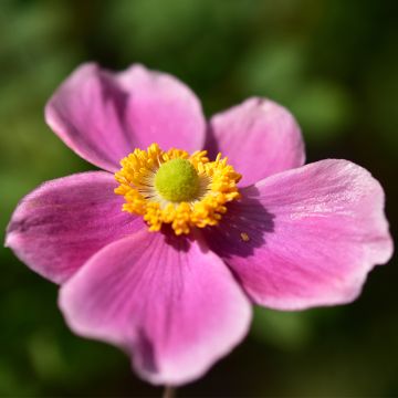 Anemone hupehensis var. japonica Alando Rose