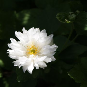 Anemone hybrida Tiki Sensation