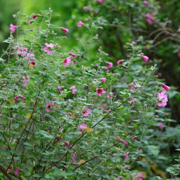 Anisodontea capensis El Rayo