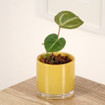 Anthurium x magnificum Dorayaki x magnificum