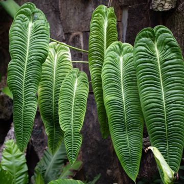Anthurium veitchii Narrow -  - Flamingo flower