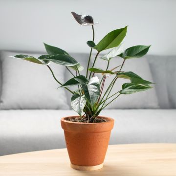 Anthurium Arrow - Flamingo Flower
