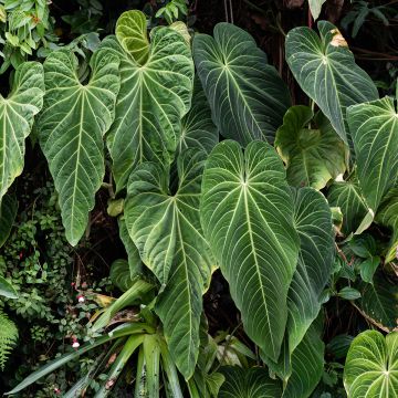 Anthurium villenaorum - Flamingo Flower