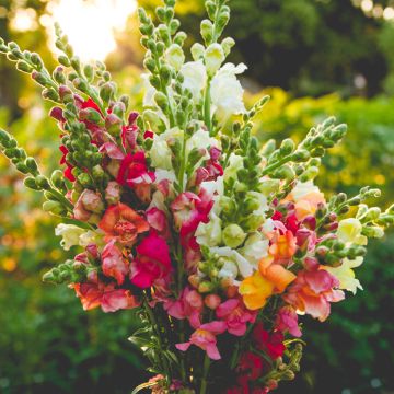 Antirrhinum x majus Maximum - tall mix