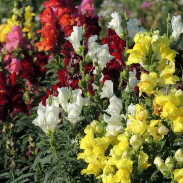 Dwarf Snapdragon Rainbow Mix Seeds - Antirrhinum nanum