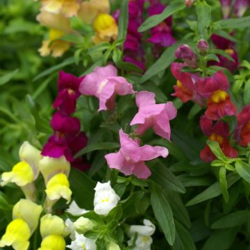 Graines de Muflier des jardins nain Emerald Isles - Antirrhinum majus pumilum