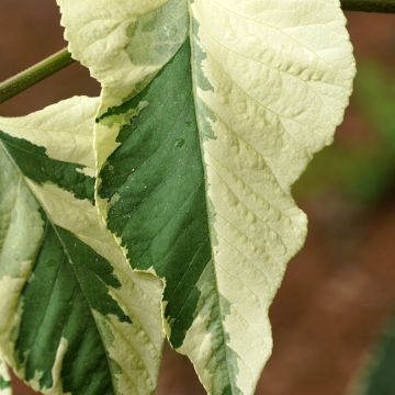 Angélique en arbre Silver Umbrella (Variegata) - Aralia elata