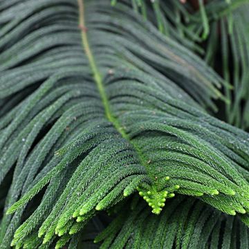 Araucaria heterophylla - Norfolk Island pine